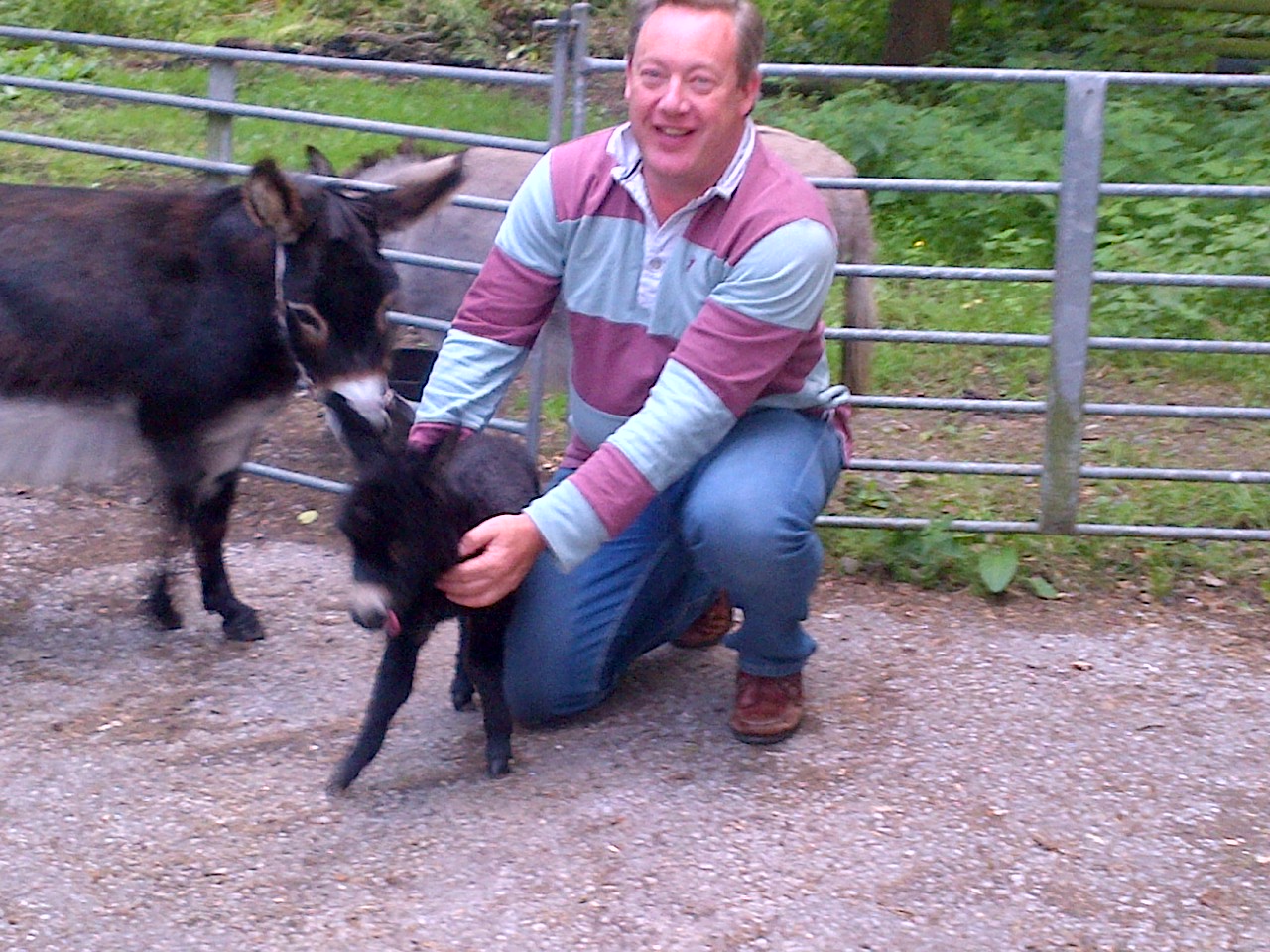 ian and donkeys